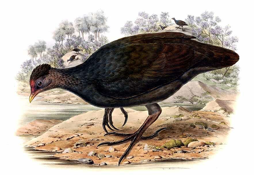 Dusky Megapode