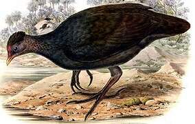 Dusky Megapode