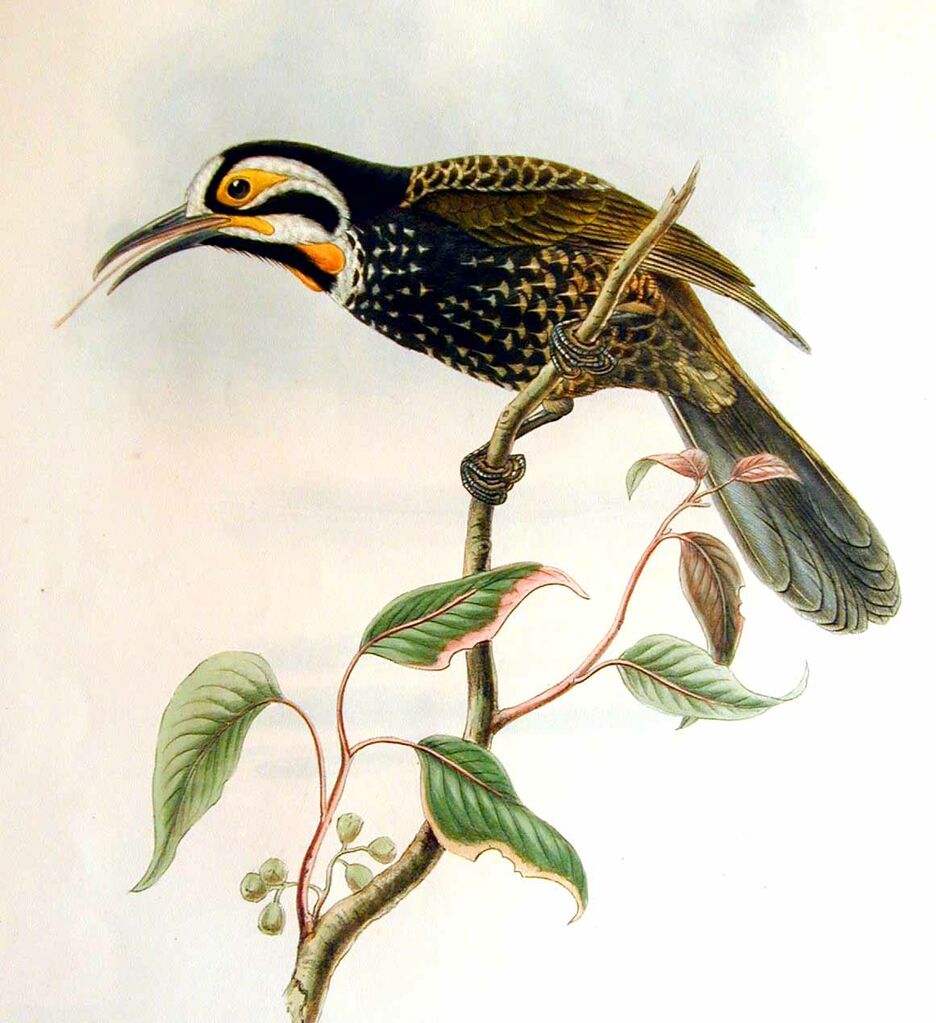 Vogelkop Melidectes