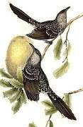 Little Wattlebird