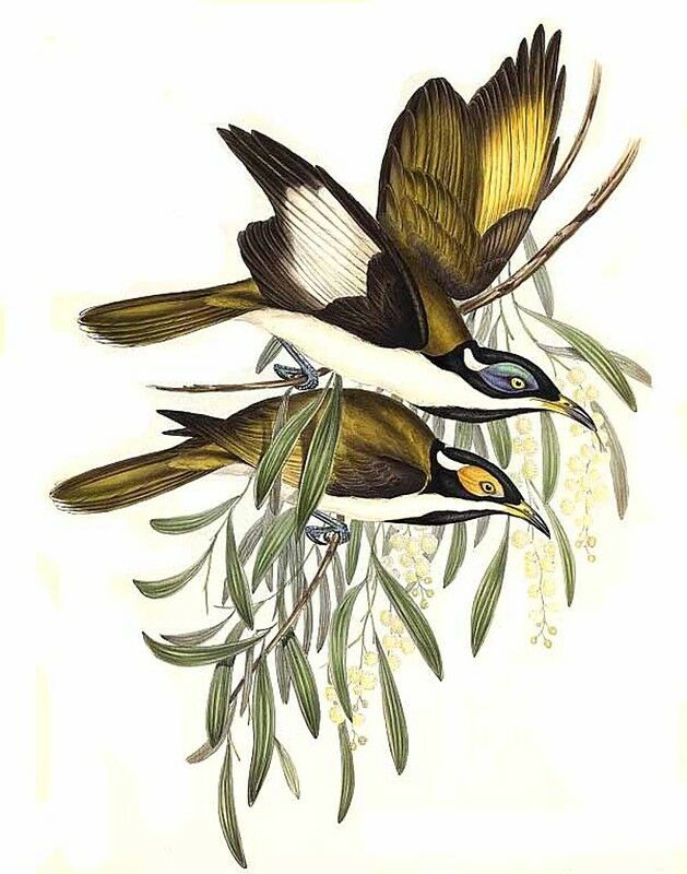 Blue-faced Honeyeater