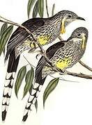 Yellow Wattlebird