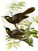 Cinnamon-browed Melidectes