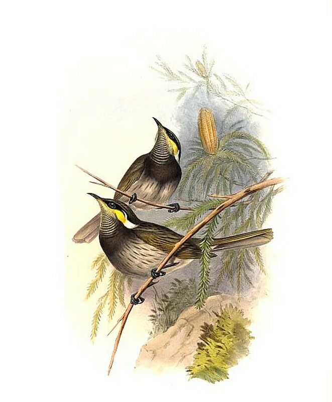 Mangrove Honeyeater