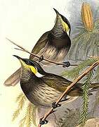 Mangrove Honeyeater