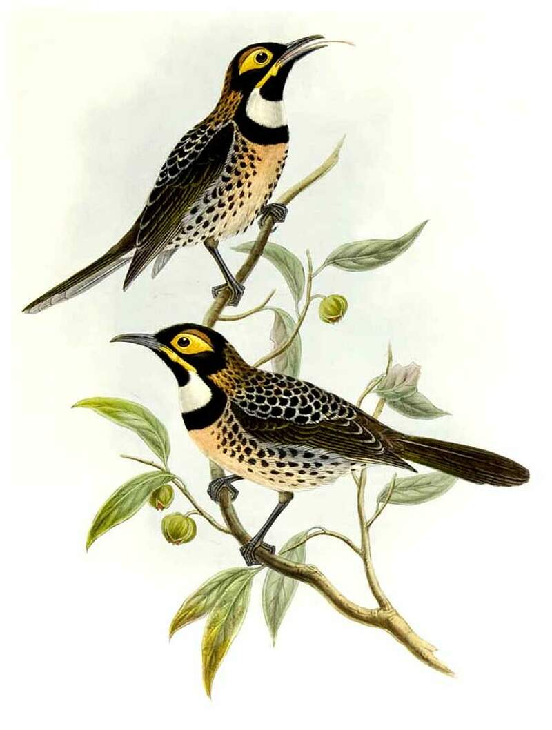 Свиристель на рябине. Сорокопут жулан охота. Птица коль. Свиристель обыкновенный. Птица коль.