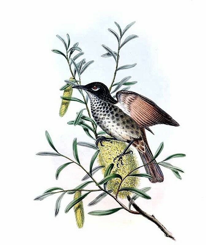 Marbled Honeyeater