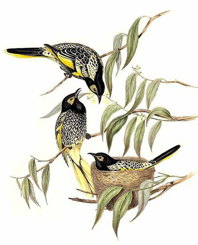 Regent Honeyeater