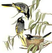 Regent Honeyeater