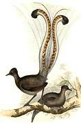 Superb Lyrebird