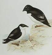 Little Auk