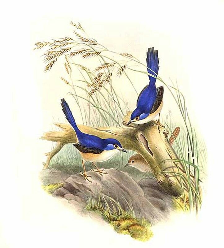 Lovely Fairywren