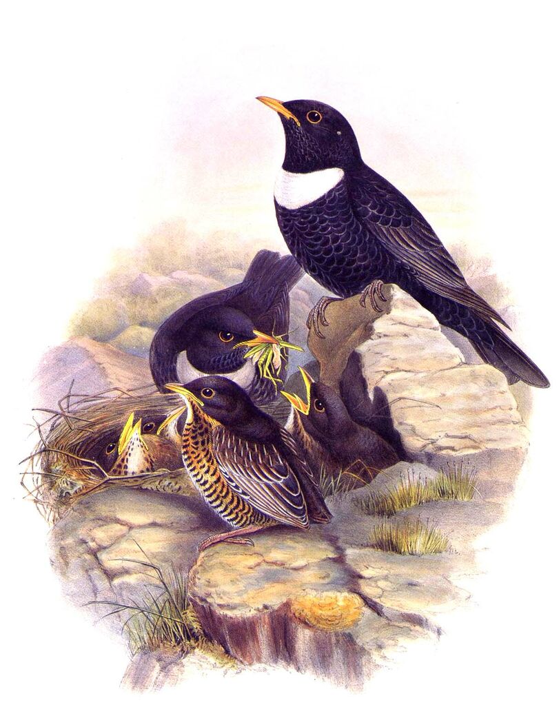 Ring Ouzel