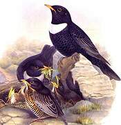 Ring Ouzel