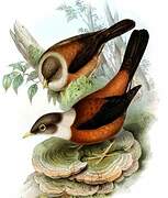 Chestnut Thrush