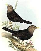 Island Thrush