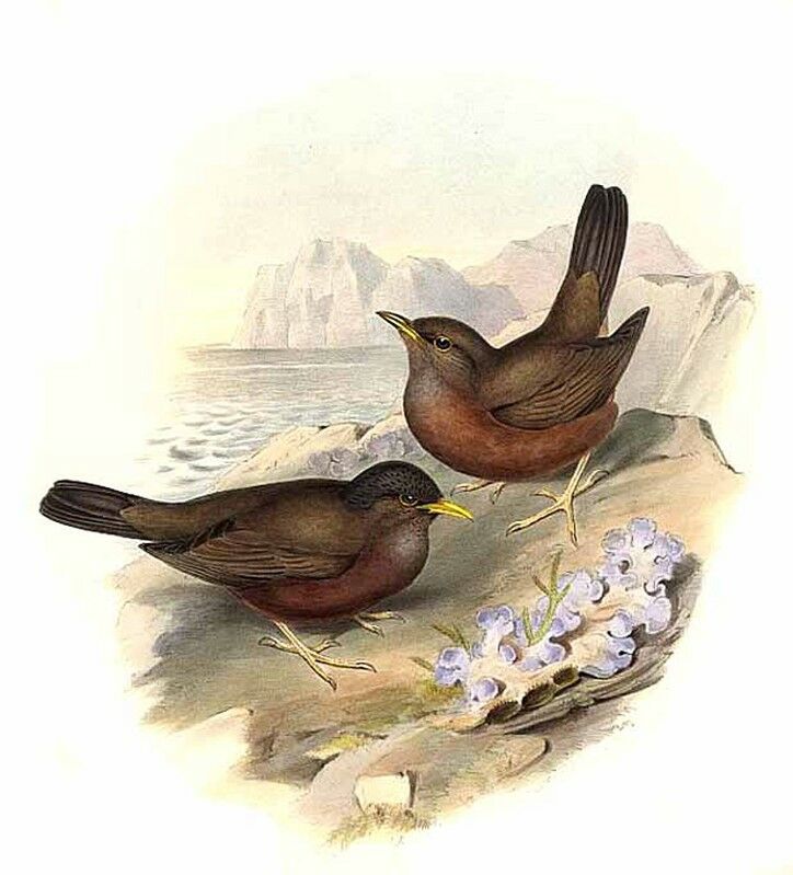 Island Thrush