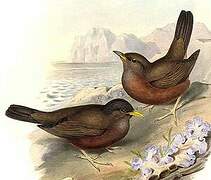 Island Thrush