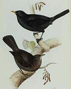 Common Blackbird