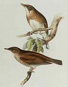 Pale Thrush