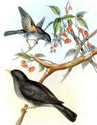 Tickell's Thrush