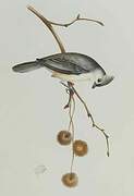 Tufted Titmouse