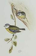 Mésange bleue