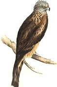 Square-tailed Kite