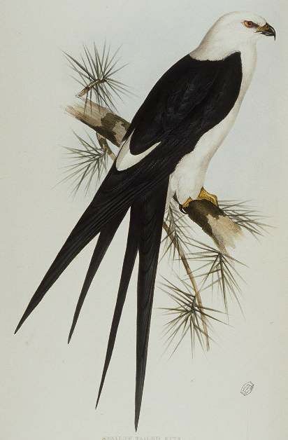 Swallow-tailed Kite