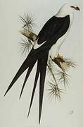 Swallow-tailed Kite