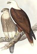 Brahminy Kite