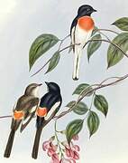 White-bellied Minivet