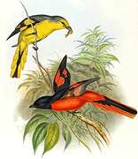 Minivet écarlate