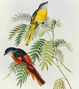 Grey-chinned Minivet