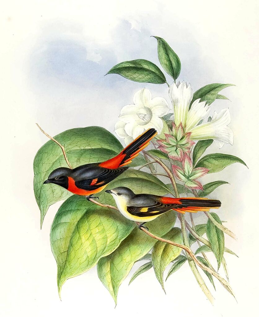 Minivet oranor