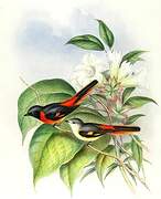 Minivet oranor