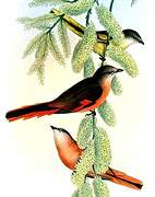 Rosy Minivet