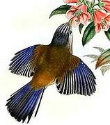 Blue-winged Minla