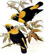 Golden Myna