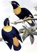 Golden Myna