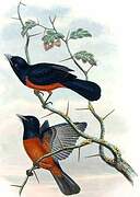 Chestnut-bellied Monarch