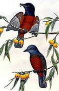 Chestnut-bellied Monarch