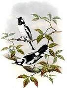 White-eared Monarch