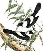 Pied Monarch