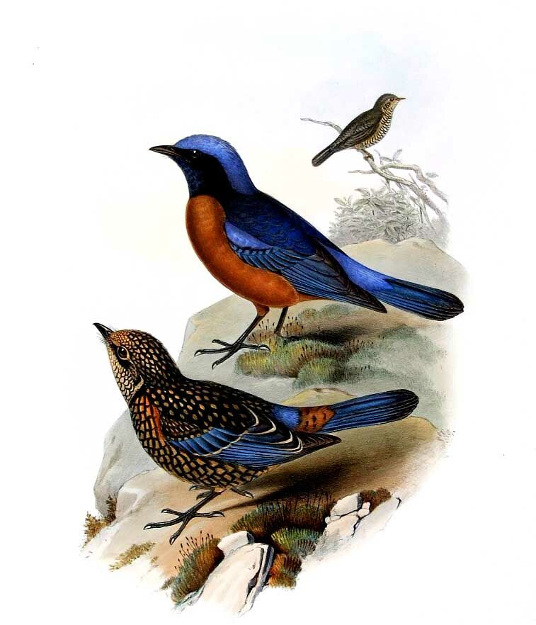 Chestnut-bellied Rock Thrush