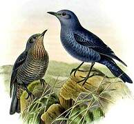 Blue Rock Thrush