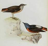 Common Rock Thrush