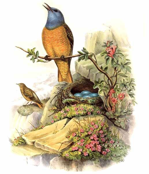 Common Rock Thrush