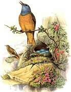 Common Rock Thrush