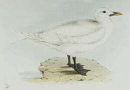 Ivory Gull